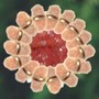 goatseflower.jpg (150x150)