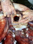 squid_beak_closeup.jpg (480x640)