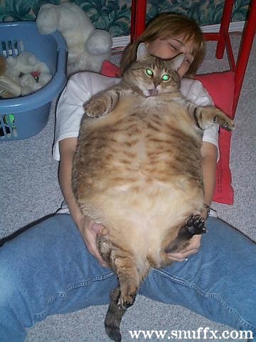 Big pussy cat